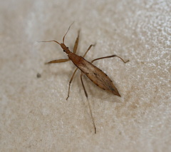 Sastrapada australica