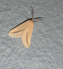 Rhodometra participata