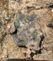 Meridiastra