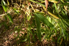 Pholidota articulata