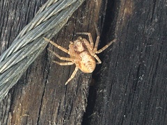 Philodromus rufus
