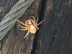 Philodromus rufus