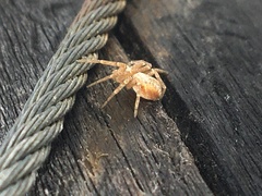Philodromus rufus