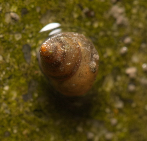 Assimineidae