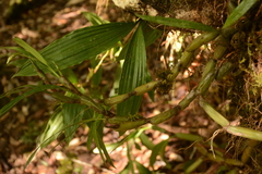 Coelogyninae