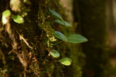 Lemmaphyllum diversum