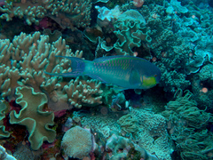 Chlorurus microrhinos