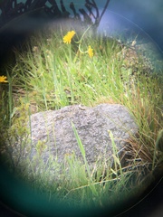 Pseudemoia rawlinsoni