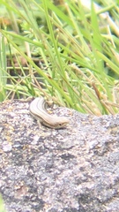 Pseudemoia rawlinsoni