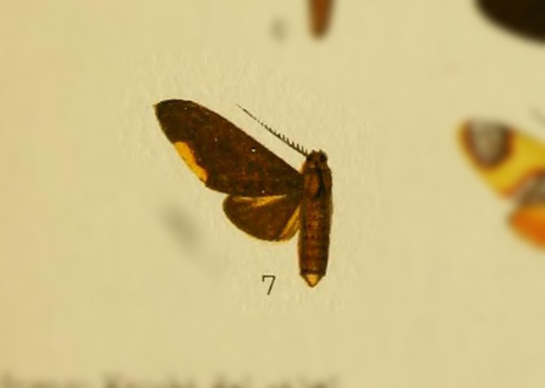 Hyponerita furva