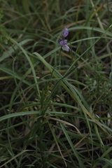 Polygala major