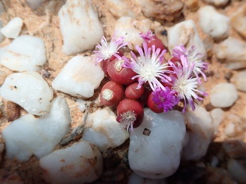 Image of Oophytum nanum by no rights reserved
