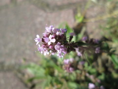 Thymus serpyllum