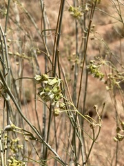 Gomphocarpus filiformis image