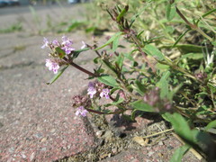 Thymus serpyllum