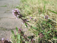 Thymus serpyllum