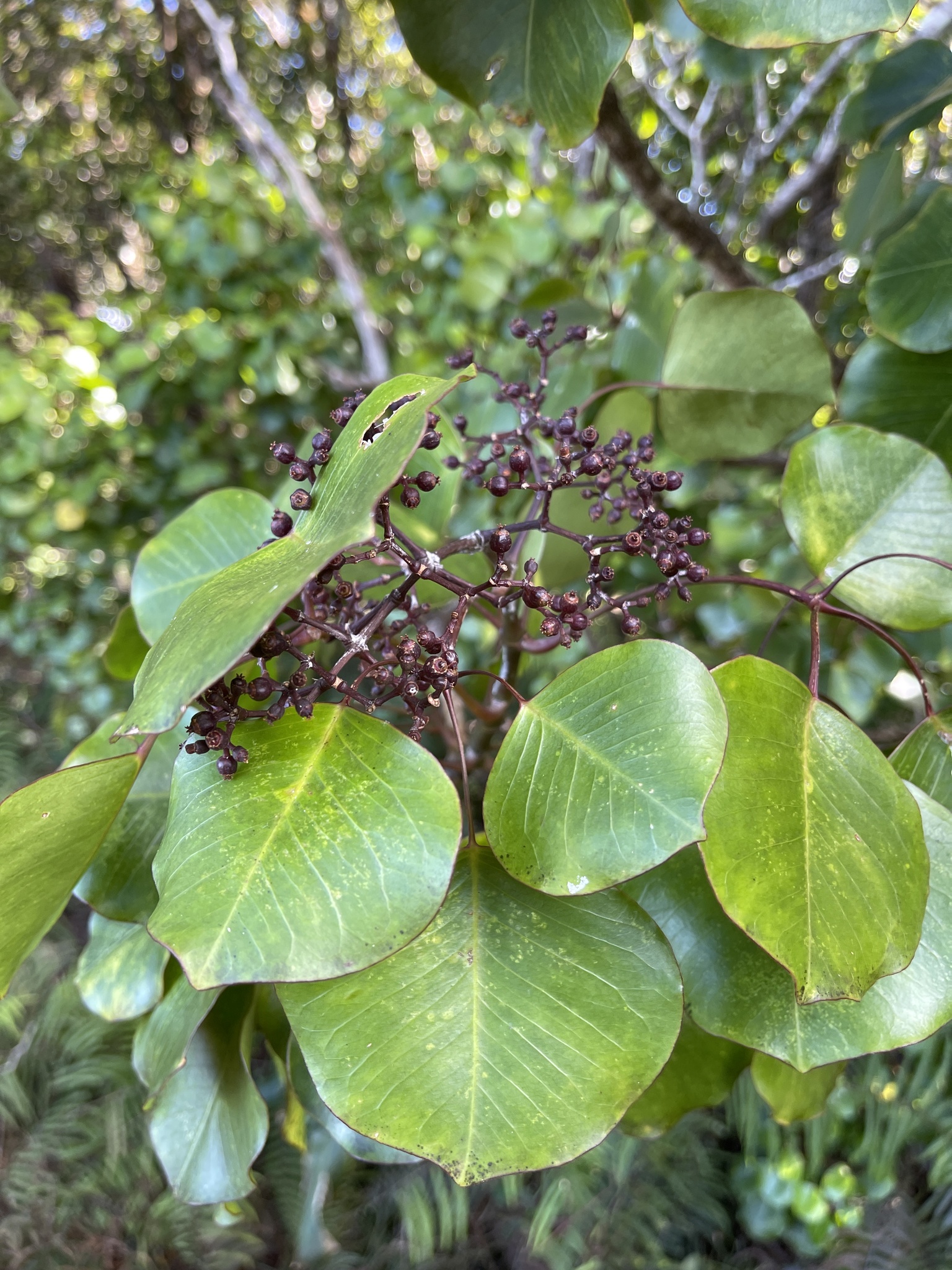 Cheirodendron platyphyllum