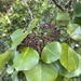 Cheirodendron platyphyllum - Photo 由 Jeff Steele 所上傳的 (c) Jeff Steele，保留部份權利CC BY-NC