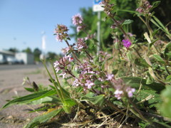 Thymus serpyllum