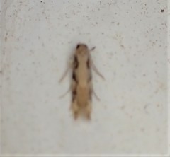 Crypsitricha agriopa