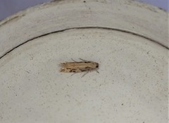 Crypsitricha agriopa