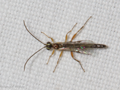 Tromatobia lineatoria