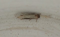 Sagephora phortegella