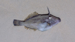 Meuschenia trachylepis