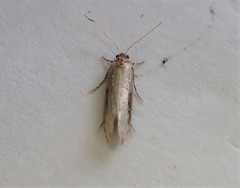 Sagephora phortegella