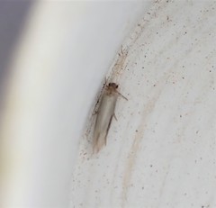 Sagephora phortegella