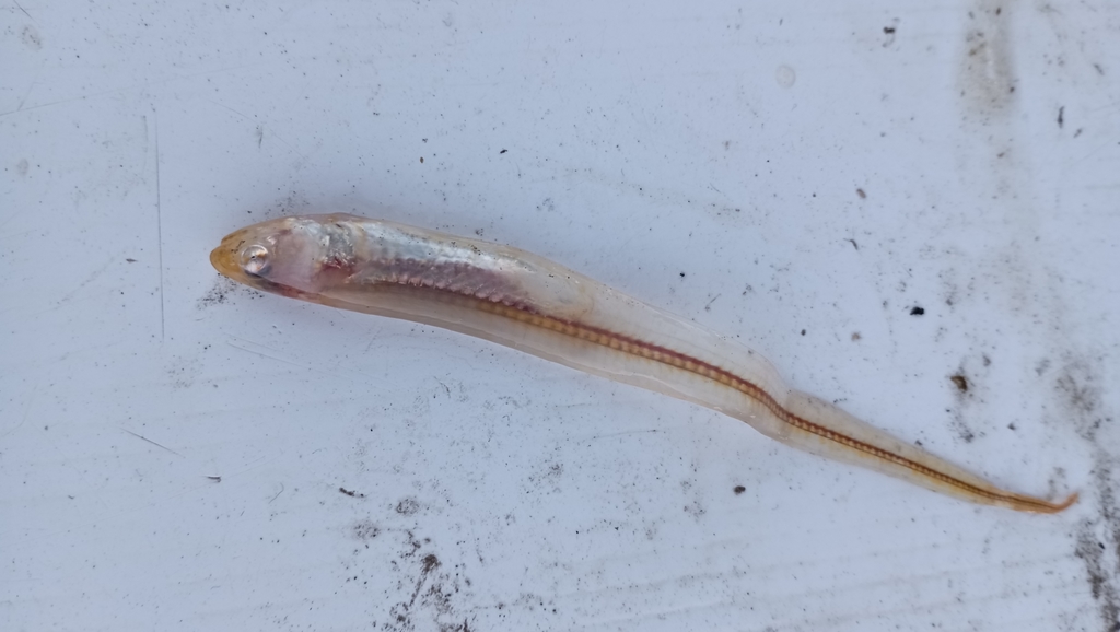 Pacific Pearlfish (Carapus dubius) — Carapidae