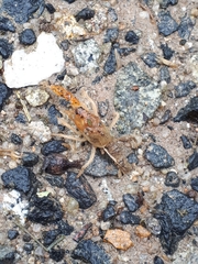 Engaeus hemicirratulus