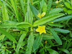 Ludwigia adscendens diffusa