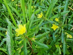 Ludwigia adscendens diffusa