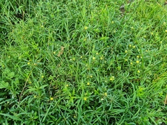 Ludwigia adscendens diffusa