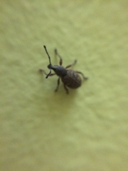 Otiorhynchus singularis