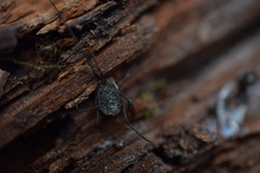 Dendrolasma mirabile