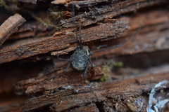 Dendrolasma mirabile