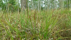Schizachyrium stoloniferum