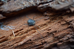 Dendrolasma mirabile