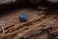Dendrolasma mirabile