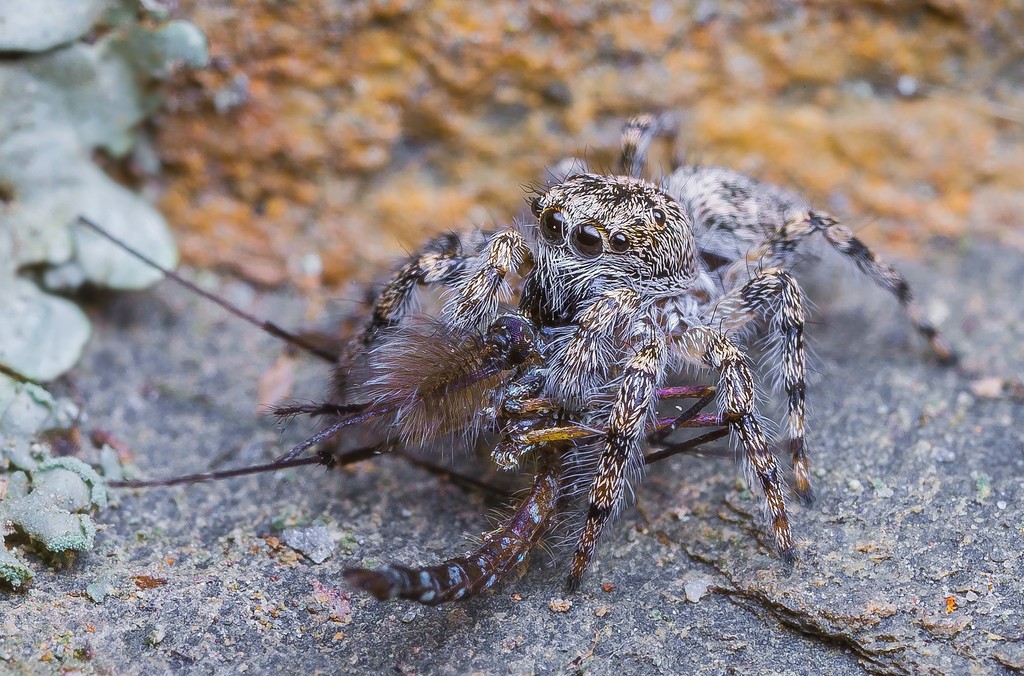 Salticus conjonctus