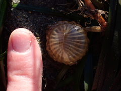 Harenactis attenuata