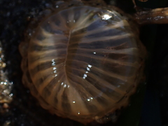 Harenactis attenuata