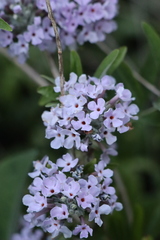 Buddleja alternifolia