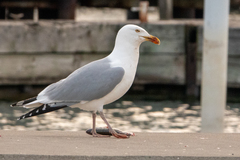 Larus argentatus