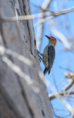 Melanerpes carolinus