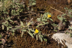 Argyrolobium biebersteinii