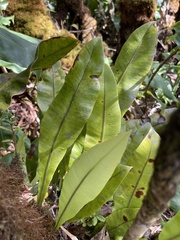 Elaphoglossum crassicaule