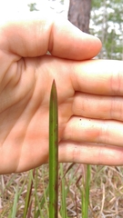 Schizachyrium stoloniferum